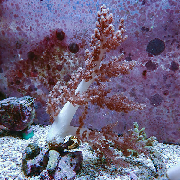 【サンゴ現物1】チヂミトサカ 12-22cm 沖縄産!15時までのご注文で当日発送 【サンゴ】(t145