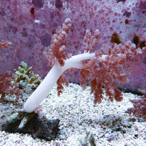 White curved sea cucumber on a pebble seabed with pink branching coral in the background.