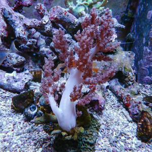 Pink branching soft coral anchored to a pale white base in a rocky aquarium.