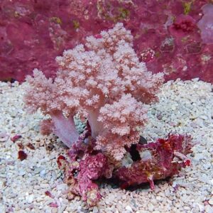 Pink soft coral with feathery branching polyps on a light gravel substrate, with pink-red encrusting corals nearby.