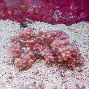 Pink branching soft coral with feathery polyps on a light gravel substrate in an aquarium setting