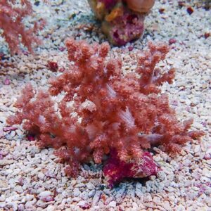 Pink branching coral on a pale gravel seabed, appears to be in a reef tank or shallow reef zone.