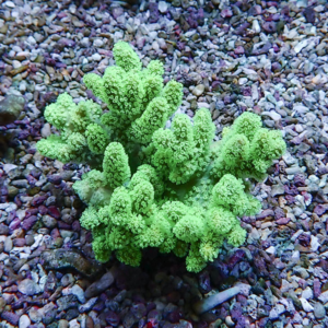 Lime-green, coral-like succulent growing in a bed of multicolored gravel stones.