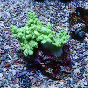 Neon green coral with bubbly polyps attached to a rock on a gravel aquarium substrate.