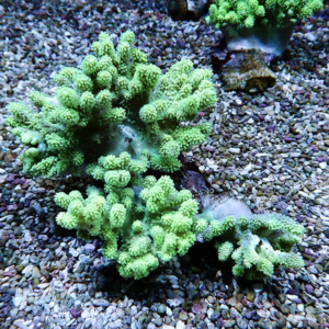 Bright green, bushy coral with finger-like branches on a gravelly seabed in an aquarium setting.