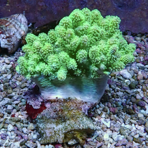 Bright green coral colony with numerous small polyp heads atop a pale base on a rocky aquarium substrate, colorful and textured.