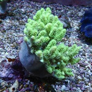 Bright neon green branching coral growing from a rock in a gravel aquarium substrate with small polyp tentacles visible on the branches, typical reef tank scene.