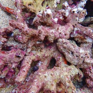 Close-up of pink and beige coral fragments with porous surfaces scattered on a sandy seabed on the ocean floor.