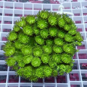 Bright lime-green spherical cluster of spiky rosettes on a white grid background (plant arrangement).