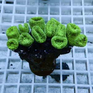 Bright green ruffled mushroom coral attached to a dark base on a pale grid in an aquarium setting