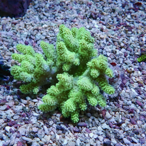 Bright lime-green branching coral growing from gravel in an aquarium.
