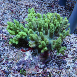 Bright green branching coral grows from a rock in a gravel aquarium bed.