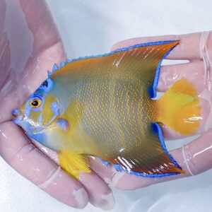 Colorful tropical angelfish with blue-edged fins being held in gloved hands.