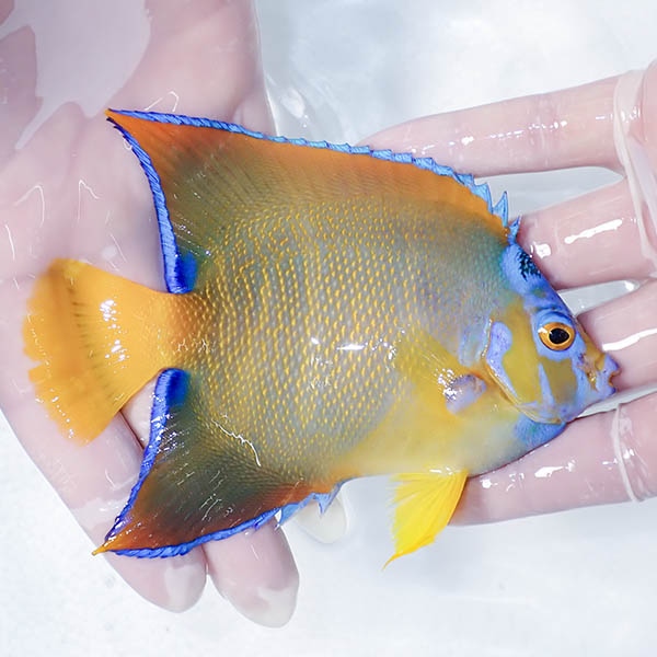 【現物5】クイーンエンゼル 13cm± !海水魚 ヤッコ 15時までのご注文で当日発送(t111(t207