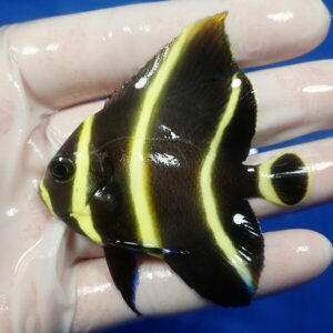 Small tropical butterflyfish with black body and bright yellow stripes held in a gloved hand against a blue background, showing vivid markings.