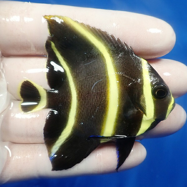 【現物4】フレンチエンゼル 6.8cm± !海水魚 ヤッコ 15時までのご注文で当日発送(t111(t207