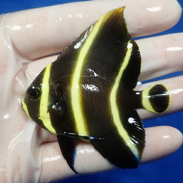 【現物4】フレンチエンゼル 6.8cm± !海水魚 ヤッコ 15時までのご注文で当日発送(t111(t207