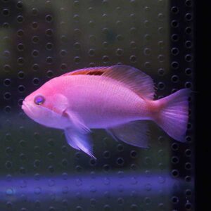 Pink tropical fish swimming in a lit aquarium with a dotted, vented backdrop behind it.