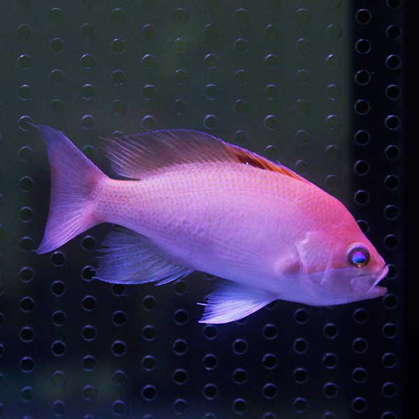 ケラマハナダイ オス± 8-10cm!  海水魚 ハナダイ 【餌付け】15時までのご注文で当日発送(t118
