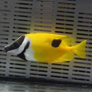 Yellow tropical butterflyfish with a black mask-like face swimming in an aquarium. (informative)