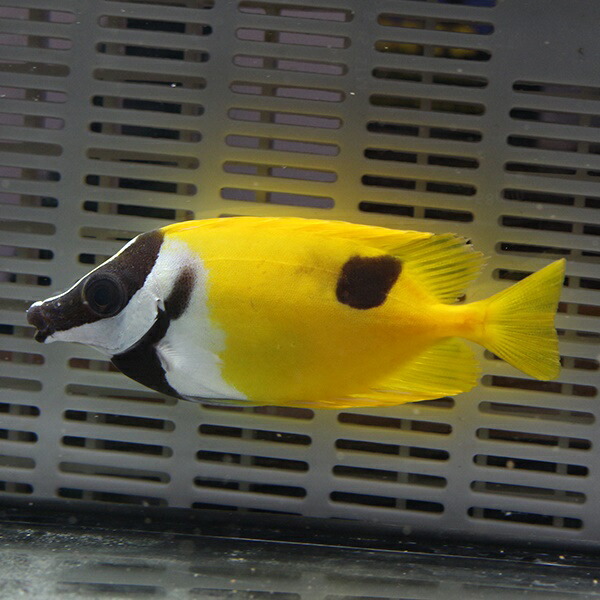 ★ヒフキアイゴ 8-10cm±!  ハギ 海水魚 !15時までのご注文で当日発送(t119