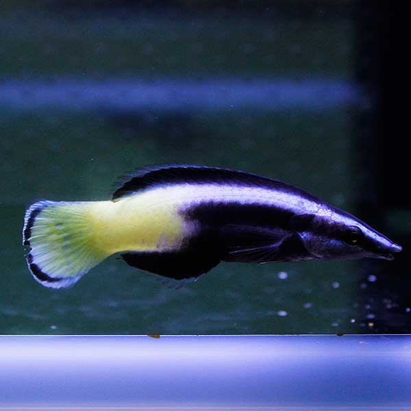ソメワケベラ 6-8cm± !海水魚 ベラ 15時までのご注文で当日発送(t122