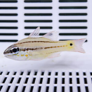 Small tropical fish with a dark horizontal stripe swimming in a white-tanked environment, seen in side view.