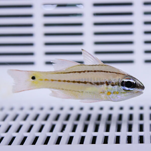 チークバーカーディナルフィッシュ 4-6cm±! 海水魚 テンジクダイ 餌付け 15時までのご注文で当日発送(t116