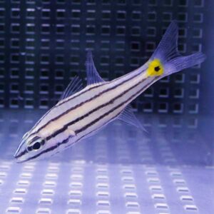 Small striped freshwater fish with a yellow spot on the tail fin swimming in a blue aquarium.