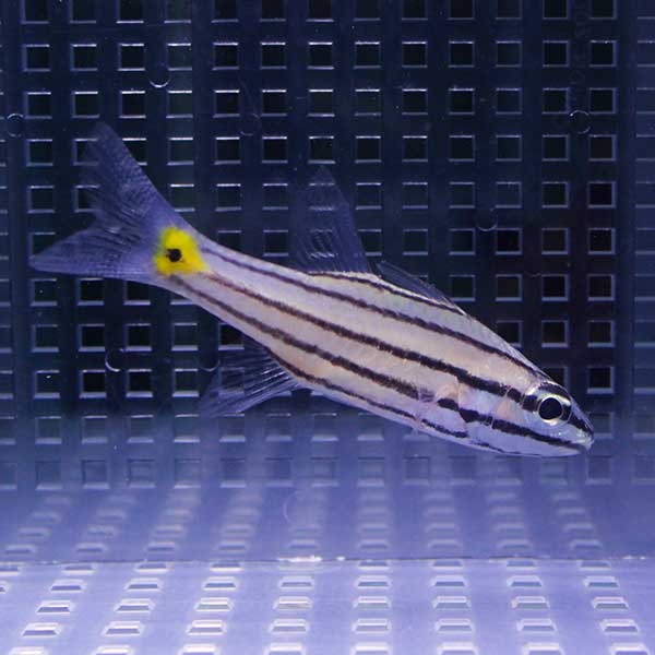 ヤライイシモチ 8-9cm±! 海水魚 テンジクダイ 餌付け 15時までのご注文で当日発送(t116