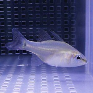 Small silver fish with a large eye swimming in a blue aquarium tank in side view.