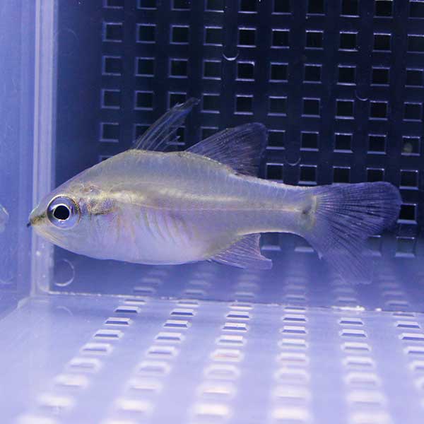 サンギルイシモチ 6-7cm±! 海水魚 テンジクダイ 餌付け 15時までのご注文で当日発送(t116