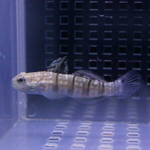 Small striped tropical fish swimming in a blue-lit aquarium tank.