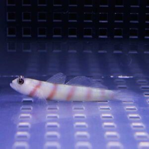 Small striped freshwater fish in an aquarium with blue lighting and a grid-pattern bottom/edge behind it.