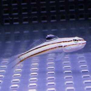 Small striped fish swimming in a blue-lit aquarium background.
