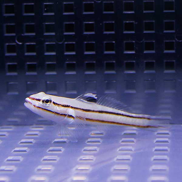 クロイトハゼ 4-6cm± 海水魚 ハゼ! 餌付け 15時までのご注文で当日発送(t121