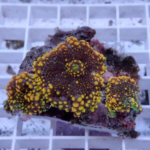 Cluster of yellow-tipped purple zoanthid corals growing on a rock fragment in a reef aquarium