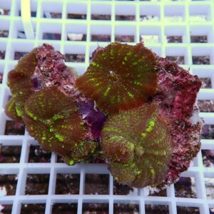 Frag of zoanthid coral with bright green centers on brown discs resting on a white grid rack in an aquarium setting.