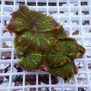 Live coral fragment with bright green polyps on brown tissue resting on a white plastic frag rack used in reef tanks.