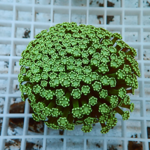 Close-up of a bright green, spherical succulent with many tiny rosettes, on a white grid background