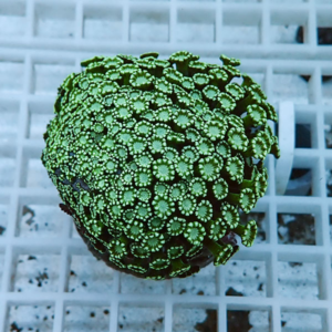 Close-up of a vibrant green coral head with many tiny polyps on a white grid background, viewed from above.