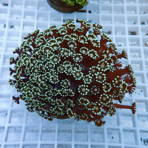 Cluster of zoanthid corals with lime-green polyp centers on brown stalks, resting on a white aquarium grid.