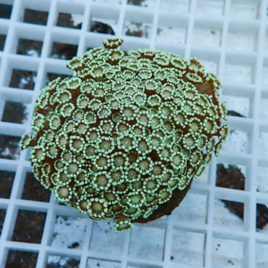 Close-up of a green zoanthid coral colony with many tiny button polyps on a brown base, resting on a white grid rack.