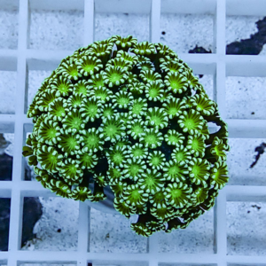 Bright green zoanthid coral colony with many small star-shaped polyps on a circular plug.