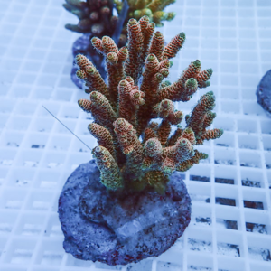 Branching Acropora coral fragment mounted on a circular plug on a white frag rack in a reef setup.