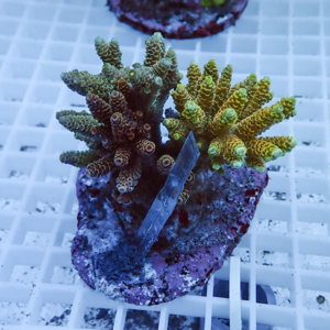 Two branching coral frags (yellow-green and brown) mounted on a purple frag plug on a white grid rack for display or sale.