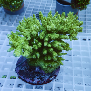 Bright green branching coral-like succulent in a small pot on a white grid table.