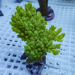 Bright neon-green branching coral fragment mounted on a rock atop a white nursery grid in an aquarium setting.