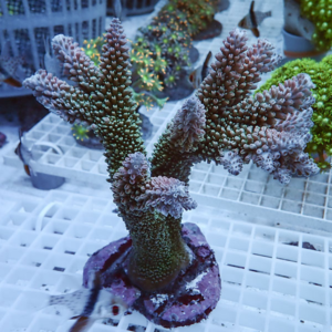 Purple branching coral frag mounted on a purple plug in an aquarium on a white grid rack