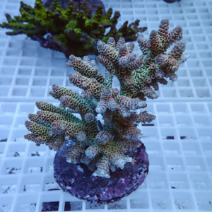 Branching coral frag with green-brown polyps on a purple plug, resting on a white grid. (Informative about the coral object and setting)